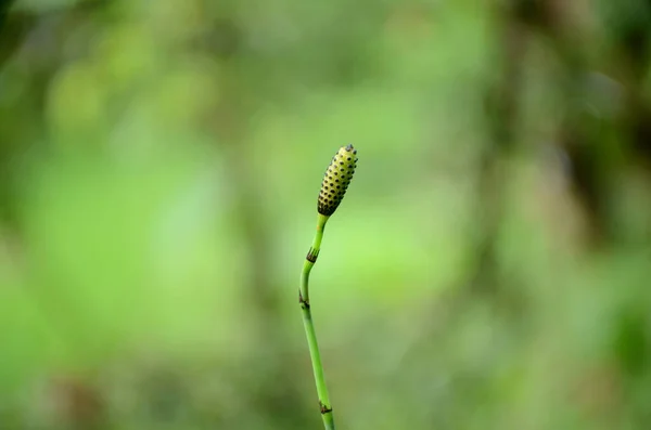 Plan Rapproché Une Plante Verte Aux Petites Épines Noires Tige — Photo