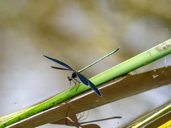 Живописный Вид Atrocalopteryx Atrata Damselfly Маленьком Пруду Йокогаме Япония — стоковое фото