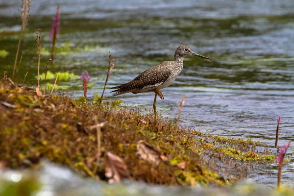 Blízký Záběr Ptáka Močálu Sandpiper Sedícího Jezera — Stock fotografie
