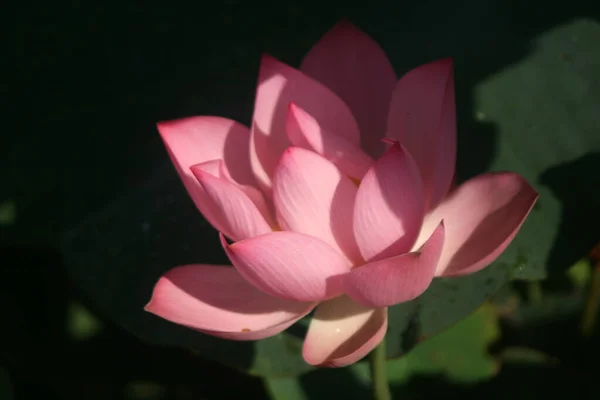 Eine Nahaufnahme Von Bunten Blumen Mit Verschwommenem Hintergrund — Stockfoto