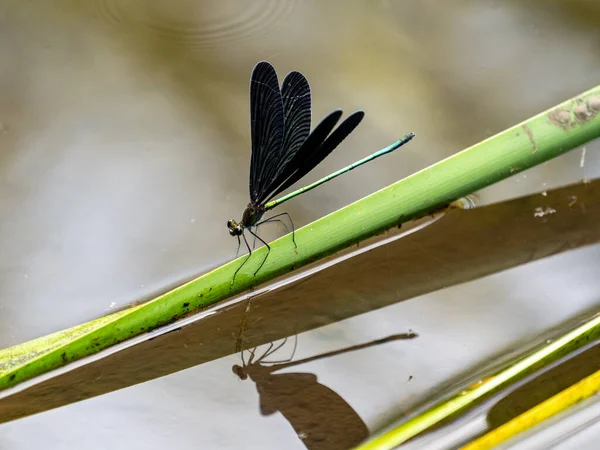 Vue Panoramique Une Demoiselle Atrocalopteryx Atrata Dans Petit Étang Yokohama — Photo