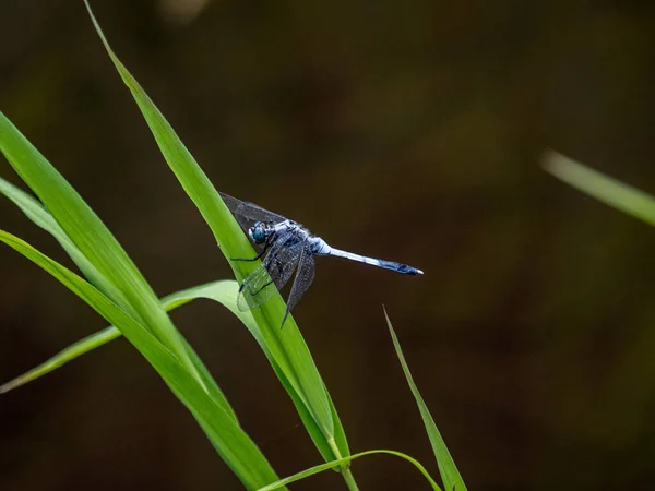 Eine Malerische Ansicht Einer Weißschwanzlibelle Die Auf Dem Gras Yokohama — Stockfoto