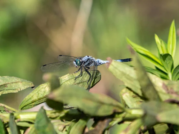 Een Schilderachtig Uitzicht Van Een Witstaartskimmer Libelle Hoog Een Blad — Stockfoto