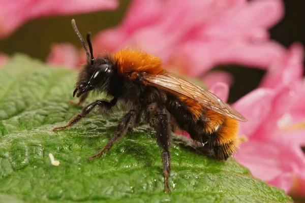 Primer Plano Una Abeja Minera Tawny Femenina Andrena Fulva Sobre —  Fotos de Stock