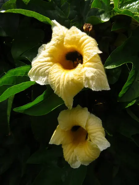 Eine Nahaufnahme Von Bunten Blumen Mit Verschwommenem Hintergrund — Stockfoto