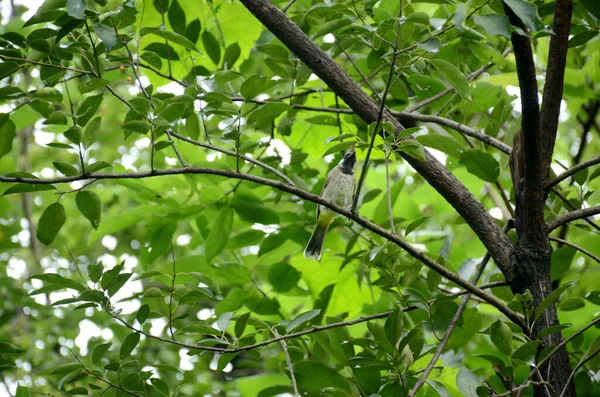 Pequeno Pássaro Marrom Galho Árvore Com Folhas Verdes Exuberantes — Fotografia de Stock