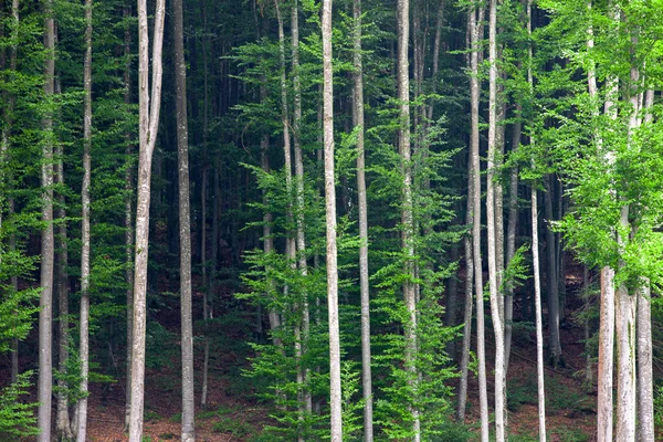 Een Woud Van Hoog Groeiende Bomen Het Daglicht — Stockfoto