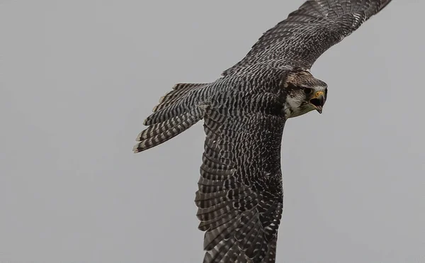 Una Hermosa Toma Halcón Peregrino Volando Cielo Despejado — Foto de Stock