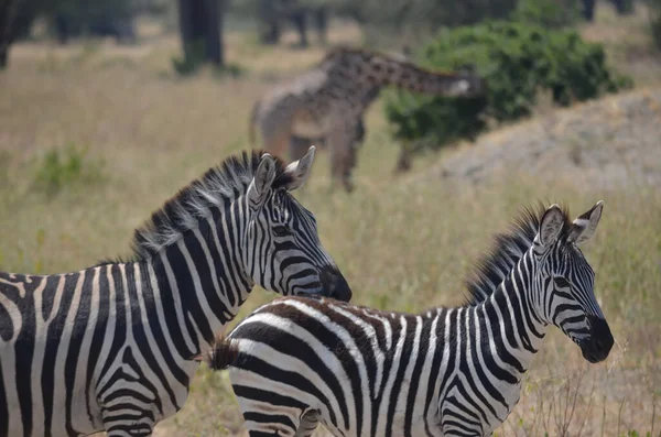 Dos Cebras Con Una Jirafa Fondo Parque Nacional Tarangire — Foto de Stock