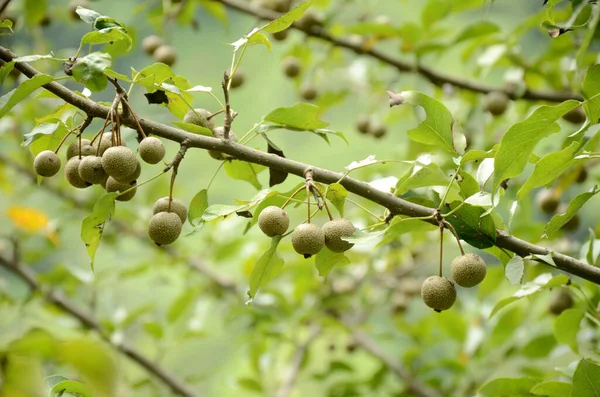 Närbild Ett Gäng Mogna Brungröna Frukter Ett Träd — Stockfoto