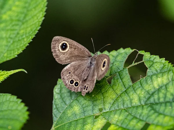 Detailní Záběr Obyčejného Motýla Pěti Kroužky Sedícího Listu — Stock fotografie