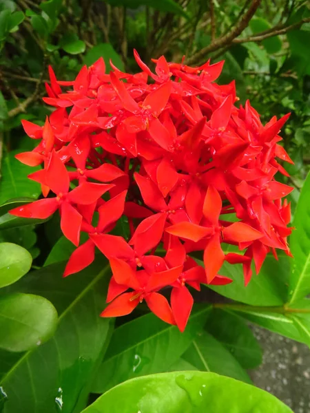 Closeup Colorful Flowers Blurred Background — Stock Photo, Image