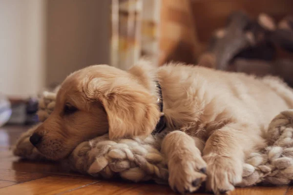 Cute Golden Retriever Puppy Lying Comfortable Dog Cushion Pillow — Stock Photo, Image