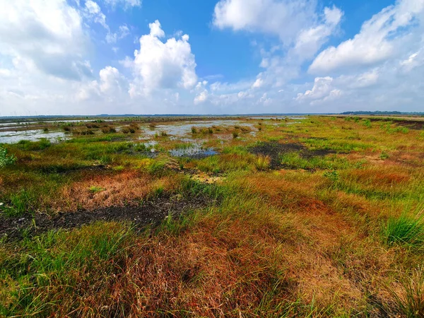 Swamp Area Field Cloudy Sky — Stock Photo, Image