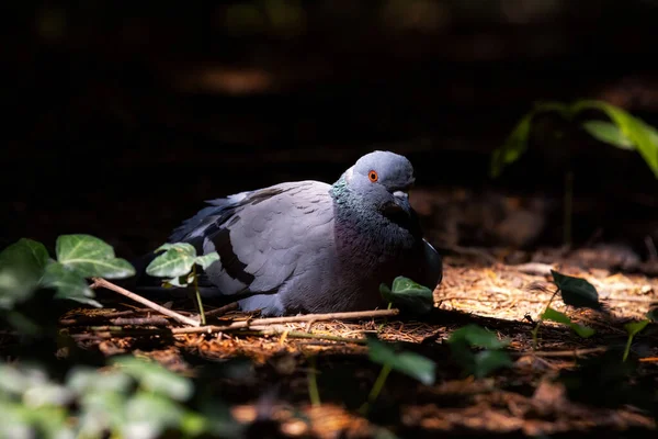 Een Close Van Een Hoge Rots Duif Aarde Het Bos — Stockfoto