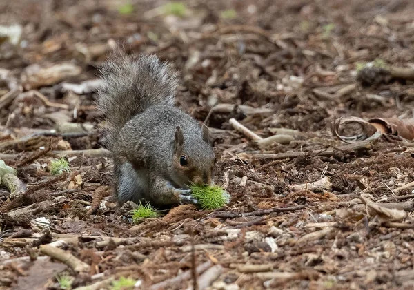 Nahaufnahme Eines Entzückenden Eichhörnchens Auf Einem Waldboden — Stockfoto