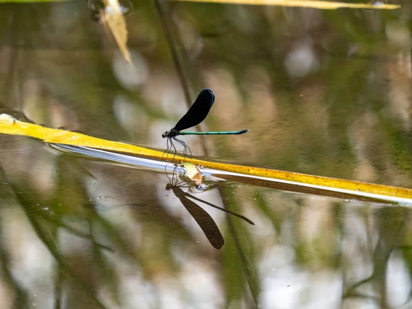 Eine Malerische Ansicht Einer Atrocalopteryx Atrata Libelle Einem Kleinen Teich — Stockfoto