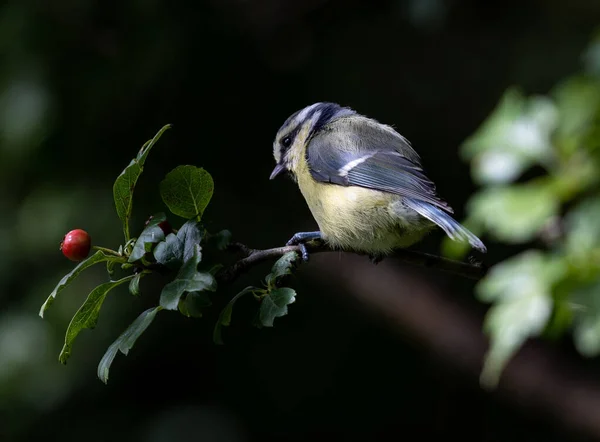 Closeup Shot Eurasian Blue Tit Bird Branch — 스톡 사진