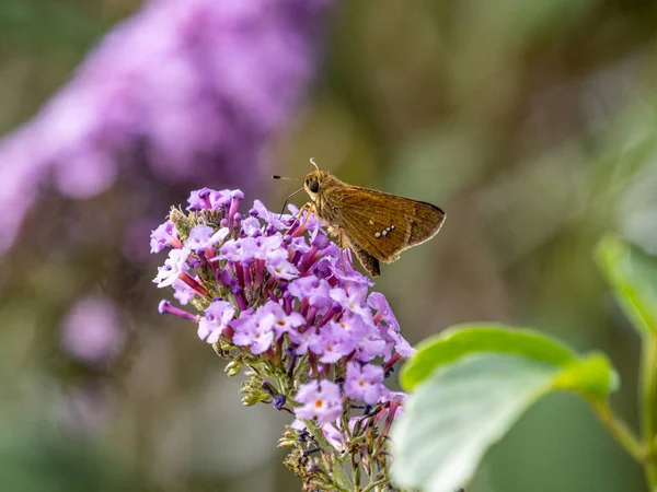 Egy Közeli Felvétel Egy Sima Gyors Pillangóról Ami Virágokon — Stock Fotó