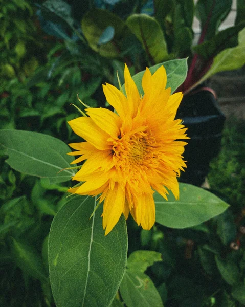 Zbliżenie Ujęcie Żółtego Kwiatu Gro — Zdjęcie stockowe