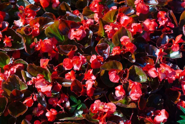 Closeup Shot Red Begonias — Stock Photo, Image