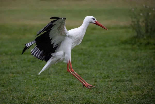 Ein Weißstorchvogel Landet Auf Einer Wiese — Stockfoto
