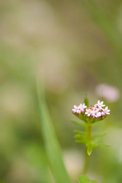 背景がぼやけている花のクローズアップショット — ストック写真