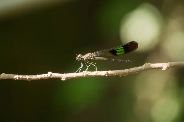 Primo Piano Una Libellula Uno Sfondo Sfocato — Foto Stock