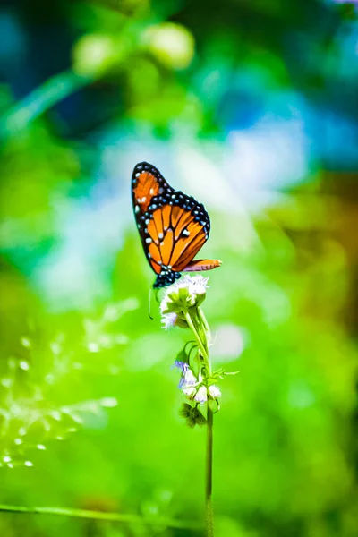 Enfoque Selectivo Una Hermosa Mariposa Polinizando Estambre Una Flor Día —  Fotos de Stock