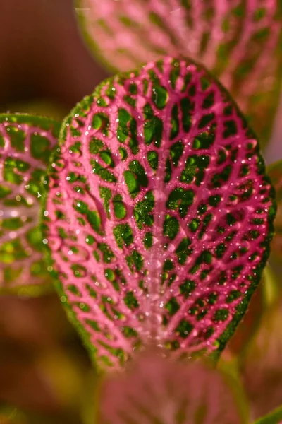 Ένα Κοντινό Πλάνο Ενός Φύλλου Fittonia Υφή Πρωινή Δροσιά Ένα — Φωτογραφία Αρχείου