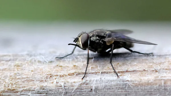 拍打在木头上的苍蝇的选择性聚焦镜头 — 图库照片