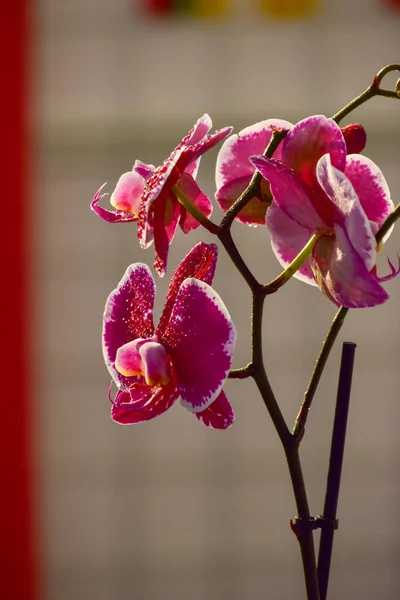 Primer Plano Orquídea Rosa Con Rocío Matutino Sobre Fondo Borroso —  Fotos de Stock
