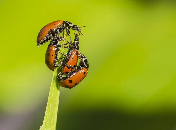 Une Vue Panoramique Plusieurs Coccinelles Perchées Sur Une Feuille Verte — Photo