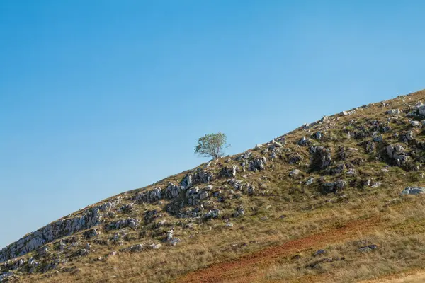 Ein Einziger Grüner Baum Der Auf Einem Felsigen Hügelgipfel Vor — Stockfoto
