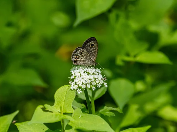 Detailní Záběr Obyčejného Motýla Pěti Kroužky Sedícího Květině Japonském Parku — Stock fotografie