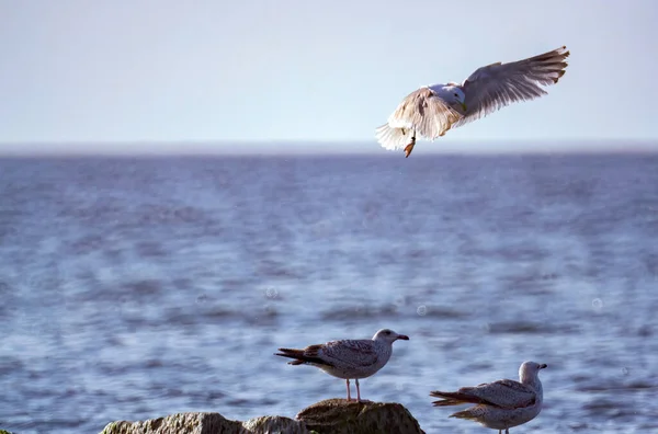 Ein Schöner Blick Auf Möwen Flug Über Dem Meer — Stockfoto