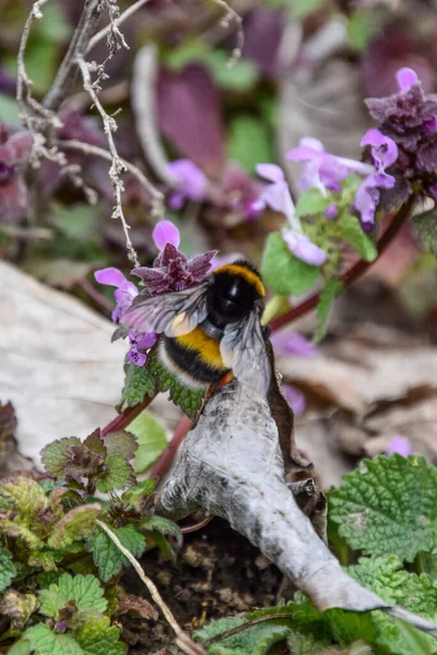 Пчела Опыляет Фиолетовый Мертвец Поле — стоковое фото