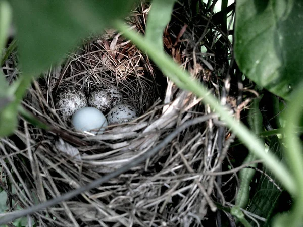 Een Close Van Vogels Nest Met Eieren — Stockfoto