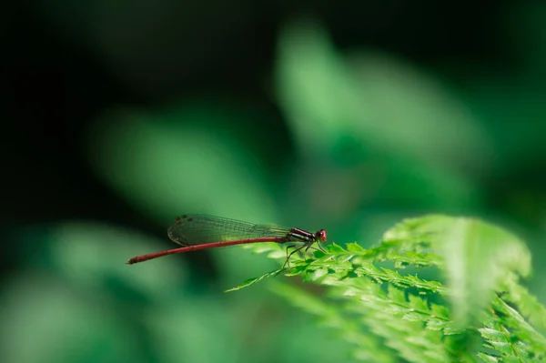 Closeup Shot Dragonfly Blurred Background — Stock Photo, Image