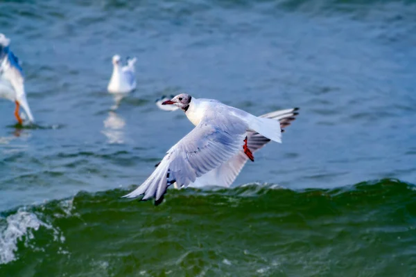 Ein Schöner Blick Auf Möwen Flug Über Dem Meer — Stockfoto