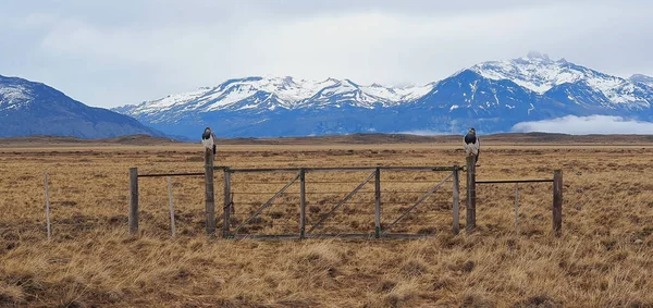 Elano Pássaros Empoleirados Uma Cerca Madeira Com Campo Montanhas Fundo — Fotografia de Stock