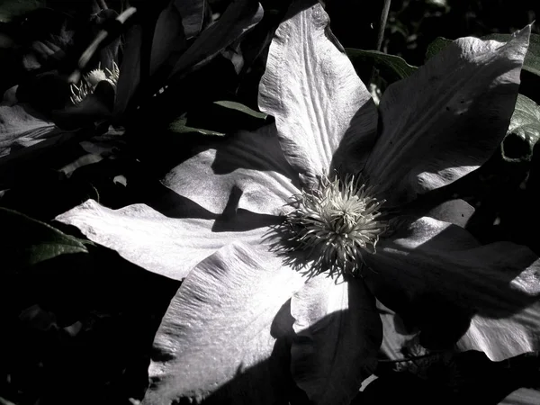 Primo Piano Scala Grigi Fiore Clematide Nel Giardino — Foto Stock