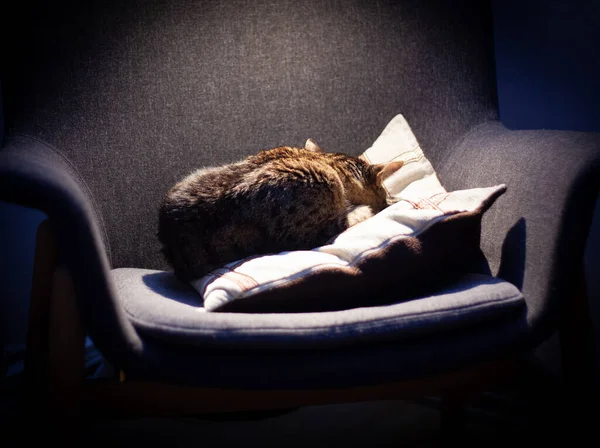 Katt Hoprullad Boll Och Sover Fåtöljen — Stockfoto