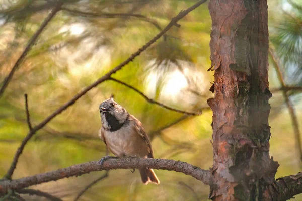 European Crested Tit Perching Tree Branch — Stockfoto