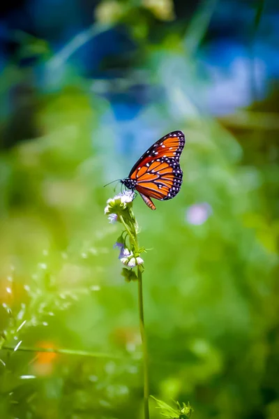 Plan Sélectif Beau Papillon Pollinisant Les Étamines Une Fleur Par — Photo