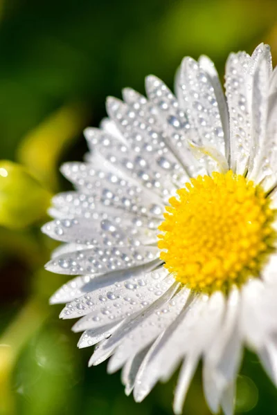 Closeup Shot Chamomile Morning Dew Blurred Background — Stock Photo, Image