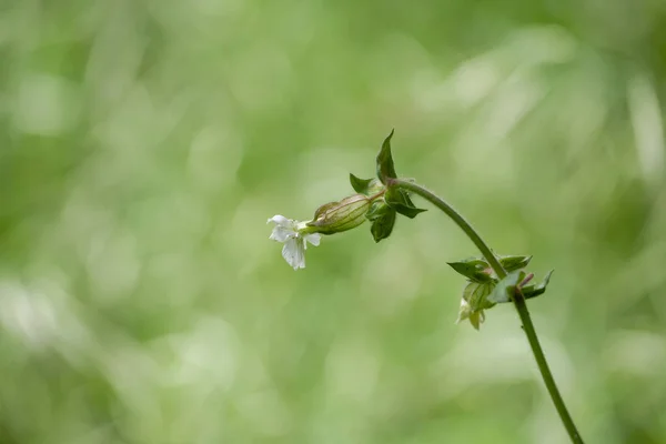Selektywne Ujęcie Ostrości Silene Noctiflora Białe Pachnące Kwiaty Rosnące Ogrodzie — Zdjęcie stockowe