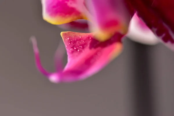 Primer Plano Orquídea Rosa Con Rocío Matutino Sobre Fondo Borroso — Foto de Stock