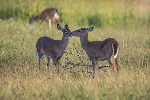 Une Vue Panoramique Cerf Dans Les Bois Par Une Journée — Photo