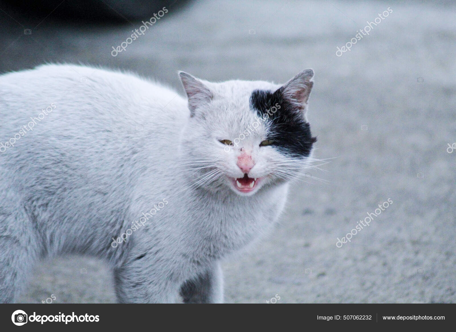 Closeup Shot White Cat Black Spot Face — Stock Photo © Wirestock